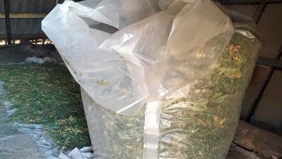 На Херсонщині поліцейські вилучили марихуани на 20 мільйонів гривень На Херсонщині поліцейські вилучили марихуани на 20 мільйонів гривень