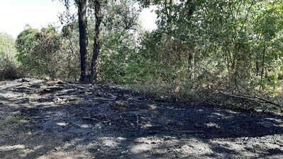 У Кропивницькому горіла лісосмуга