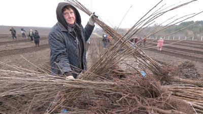 На Волині заклали найбільший вишневий сад
