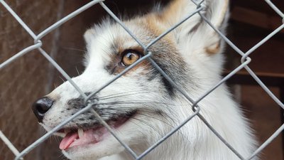 "Це дуже активна тварина, вона вам рознесе всю квартиру": вінничанка взяла додому під опіку п'ятьох лисиць "Це дуже активна тварина, вона вам рознесе всю квартиру": вінничанка взяла додому під опіку п'ятьох лисиць