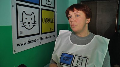 Скоротити кількість тварин гуманним способом. У деокупованому Лимані вакцинують та стерилізують котів та собак Скоротити кількість тварин гуманним способом. У деокупованому Лимані вакцинують та стерилізують котів та собак