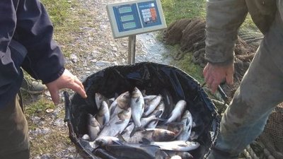 На Житомирщині у Бердичівське водосховище вселено 5500 товстолобиків На Житомирщині у Бердичівське водосховище вселено 5500 товстолобиків