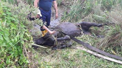 У громаді на Волині врятували коня, який три дні провів у водоймі