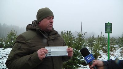 Лісівники Житомирщини розповіли, за якими критеріями відбирають ялинки на продаж Лісівники Житомирщини розповіли, за якими критеріями відбирають ялинки на продаж