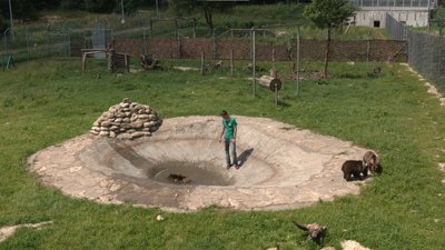 У львівський притулок "Домажир" привезли трьох ведмежат У львівський притулок "Домажир" привезли трьох ведмежат