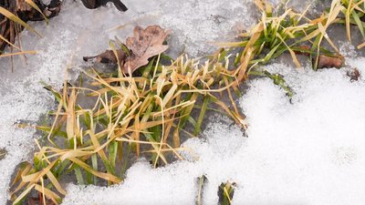 Морози й крига на полях Кіровоградщини: як вплинули на озимі та чи можна врятувати посіви