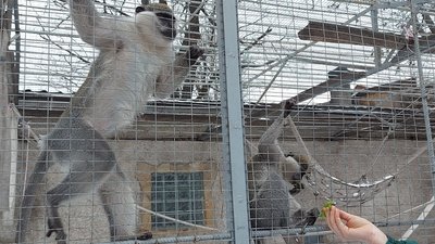 "Холод – не проблема". Як зимують тварини з Одеського зоопарку "Холод – не проблема". Як зимують тварини з Одеського зоопарку