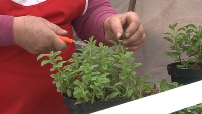 У Золотоноші на Черкащині розпочали підготовку до весняного озеленення міста У Золотоноші на Черкащині розпочали підготовку до весняного озеленення міста