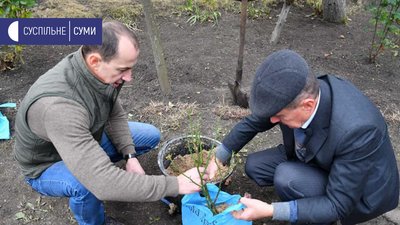 Троянди Троянди