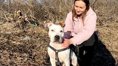 На Чернігівщині дівчина врятувала трьох цуценят, яких закопали в землю На Чернігівщині дівчина врятувала трьох цуценят, яких закопали в землю