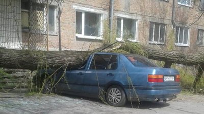 Впало дерево, пошкодило авто: чи можливо відшкодувати збитки у Сумах