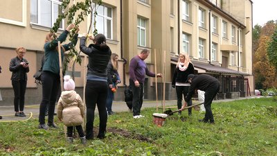 Під звук акордеону: працівники МБК у Рівному висадили 23 сакури