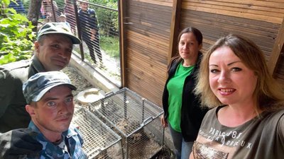 Як адаптувалися у Луцькому зоопарку нові жителі - пара сервалів Як адаптувалися у Луцькому зоопарку нові жителі - пара сервалів