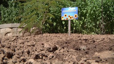Марафон Відповідальності: на території херсонського вишу висадили соняхи сорту "Богдан Гаврилишин" Марафон Відповідальності: на території херсонського вишу висадили соняхи сорту "Богдан Гаврилишин"