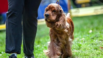 Собака Олени Погонцевої Айрон