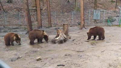 Ведмежий притулок Домажир Ведмежий притулок Домажир