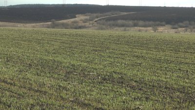 Прикарпатські аграрії розповіли про вплив погоди на озимі культури Прикарпатські аграрії розповіли про вплив погоди на озимі культури