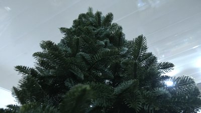 Ялиночки-Мукотиночки