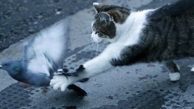 Всесвітній день котів. Як правильно святкувати Всесвітній день котів. Як правильно святкувати