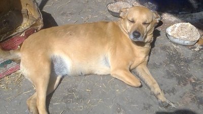 Бахмутські волонтери, які утримують 165 собак, не можуть виїхати з міста Бахмутські волонтери, які утримують 165 собак, не можуть виїхати з міста