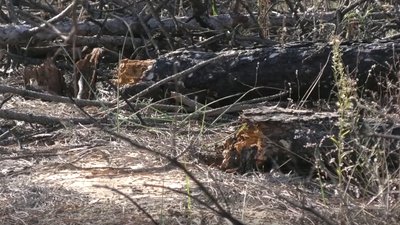 П'ять років без фінансування: як виживають лісгоспи Херсонщини П'ять років без фінансування: як виживають лісгоспи Херсонщини