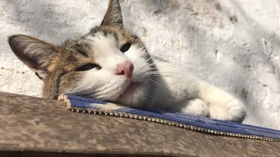 "Котиків шкода". На території Одеського жіночого монастиря облаштували притулок для тварин "Котиків шкода". На території Одеського жіночого монастиря облаштували притулок для тварин