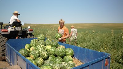 Збиткові кавуни