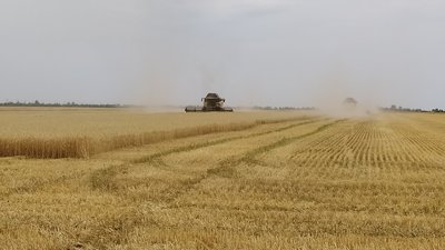Початок жнив. На Миколаївщині зібрали озимий ячмінь сорту Ханнелоре Початок жнив. На Миколаївщині зібрали озимий ячмінь сорту Ханнелоре
