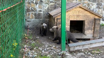 Врятовані ведмежата Рома та Аня у реабілітаційному центрі «Синевир»