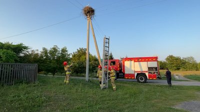 П’ять днів у гнізді без води та їжі: на Чернігівщині врятували лелеченя, яке не може літати П’ять днів у гнізді без води та їжі: на Чернігівщині врятували лелеченя, яке не може літати