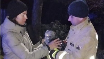 У Запорізькому районі врятували кота, який застряг на дереві