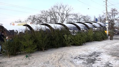 Від 100 до 500: ялинки та сосни у Чернігові цьогоріч здорожчали