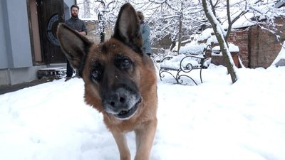 В Івано-Франківську жінка травмувала електрошокером сусідських собак. Господарі звернулися в поліцію