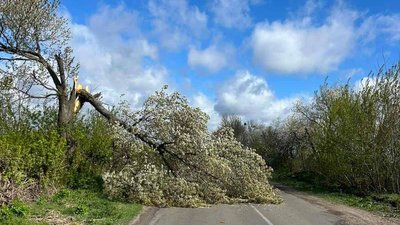 На Волині через сильний вітер — 300 сіл без світла та повалені дерева на дорогах На Волині через сильний вітер — 300 сіл без світла та повалені дерева на дорогах