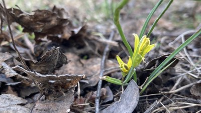 Якою буде погода у квітні 2024 на Харківщині: дані синоптиків
