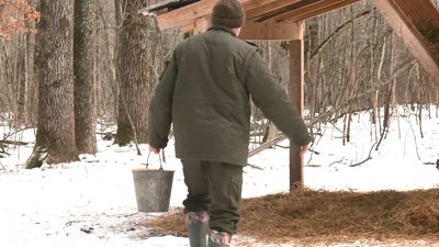 Із спеціальним "меню" та у вольєрах: черкаські лісівники вирощують оленів і кабанів