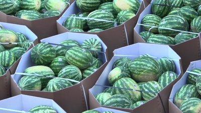 Чи отримає херсонський кавун статус географічного зазначення Чи отримає херсонський кавун статус географічного зазначення
