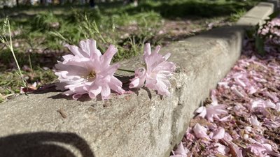 У Дніпрі розквітла алея сакур – фоторепортаж