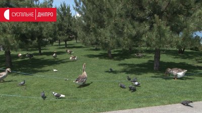 Працівники дніпровського яхт-клубу «Січ» знайшли на своїй території трьох мертвих цесарок