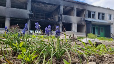 "Дивом вціліла". На Харківщині проросло врятоване насіння сої з розбитого РФ Інституту рослинництва "Дивом вціліла". На Харківщині проросло врятоване насіння сої з розбитого РФ Інституту рослинництва