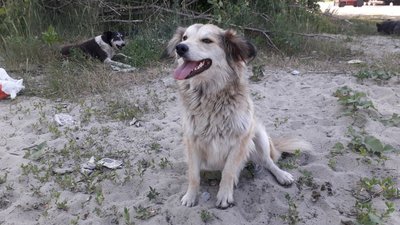 Сумські волонтери отримали гуманітарну допомогу для безпритульних тварин Сумські волонтери отримали гуманітарну допомогу для безпритульних тварин