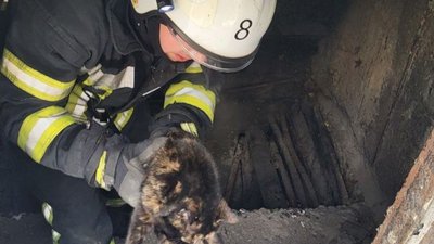 У Запоріжжі врятували котика, який впав у комунікаційний колодязь тепломережі