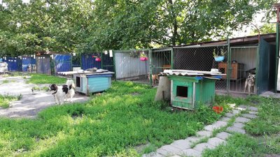 У Полтаві можна стати опікуном для безпритульних собак: для чого та що це означає У Полтаві можна стати опікуном для безпритульних собак: для чого та що це означає