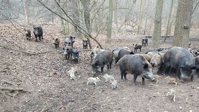 Є червонокнижні зубри та коти: у лісах Вінниччини порахували тварин