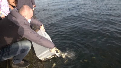 зариблення зариблення