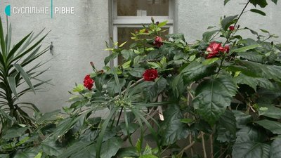 Пальми в дитсадку Рівне Пальми в дитсадку Рівне