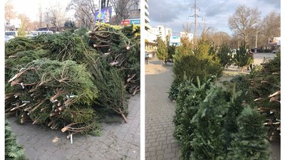 В Одесі виявили шість нелегальних ялинкових базарів - екологічна інспекція В Одесі виявили шість нелегальних ялинкових базарів - екологічна інспекція