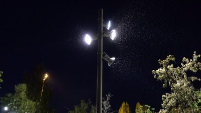 У Бердянську відпочивальники скаржаться на велику кількість комарів У Бердянську відпочивальники скаржаться на велику кількість комарів