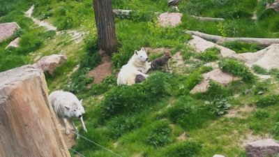 У Харківському зоопарку народилися полярні вовки