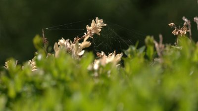 Вогнівка знищує самшит на Рівненщині: що робити та як захистити рослини